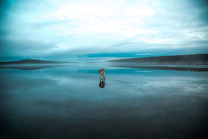 mymodernmet:Two Huskies Appear to Walk on Water Across the Surface of a Frozen Lake