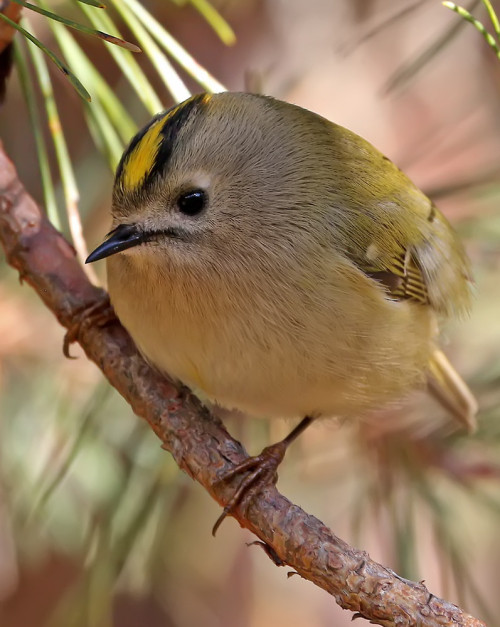 Goldcrest (Regulus regulus) &gt;&gt;by Victor Kalinskiy