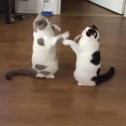 awwww-cute:  Round One…. Fight! (Source: