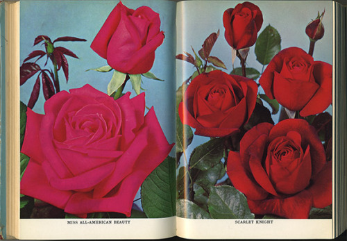 Modern roses 7, 1969 - Miss all-American beauty and Scarlet knight