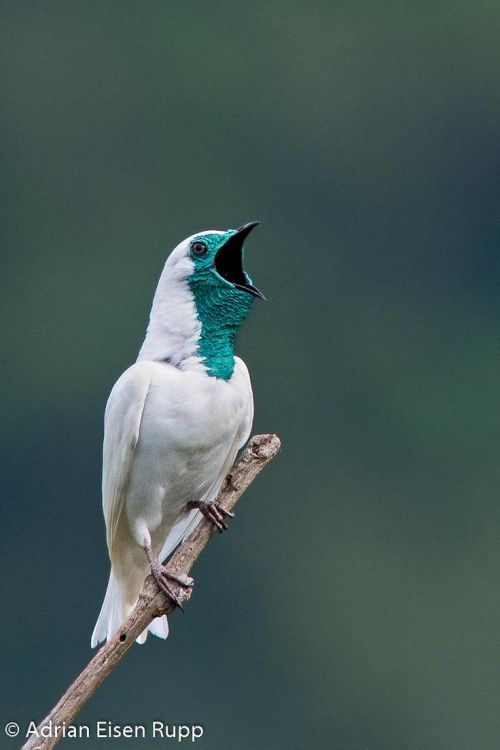 Bare-Throated Bellbird