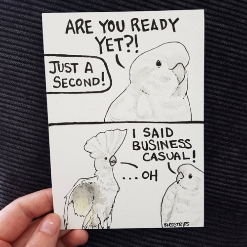 Bird no. 126. You&rsquo;re killin&rsquo; my vibe......#cockatoo #woopthereitis #getonup #businesscas