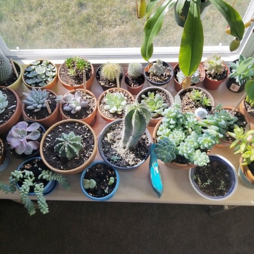 quietcacti: I own 45 varieties excluding my repeaters so here’s a small glimpse into my collection