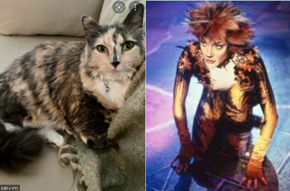 Jelicle Cats As Real Cats! The Queens
