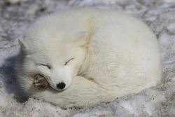 phototoartguy:  Arctic Fox by Trine K Photography on Flickr. 