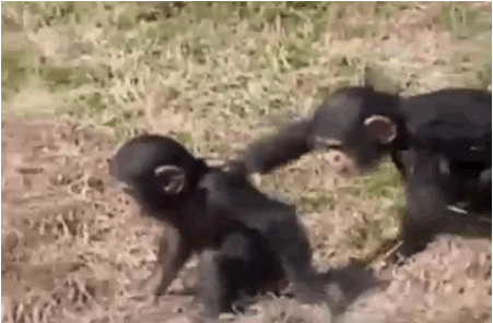 milisaz:  Because Animals being assholes 