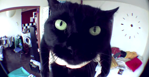 the-absolute-funniest-posts:  My lovely followers, please follow this blog immediately!