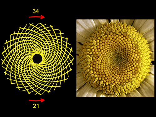 studygeek:In any daisy, the combination of counterclockwise and clockwise spirals generally consists