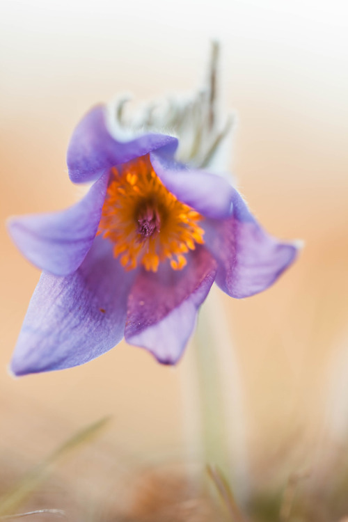 pulsatilla