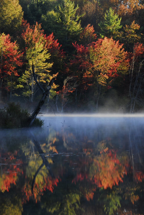 Porn photo opticcultvre:    Foggy Foliage Sunrise Over