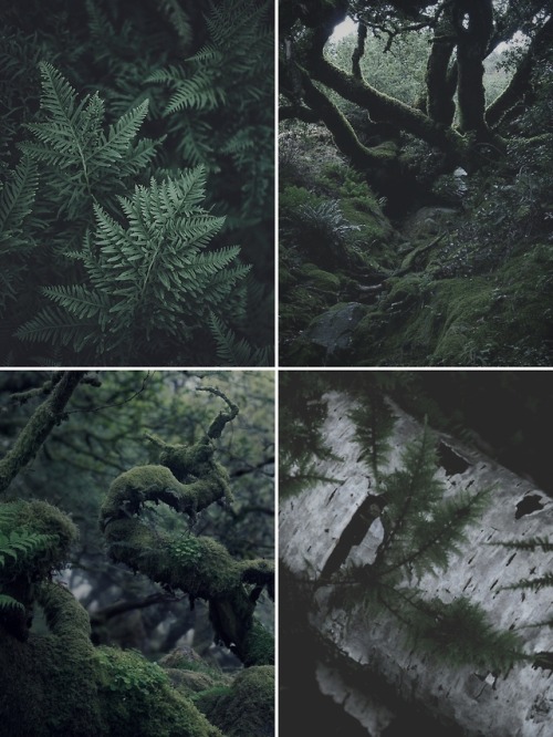 jane-ways:@oneringnet‘s favorite location event → fangorn forest “It is old and full of memory. I co