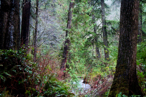 quiet-nymph:◈ Pacific Northwest photography by Michelle N.W. ◈ ◈ Print Shop ◈ Blog ◈ Flickr ◈ ◈ Plea