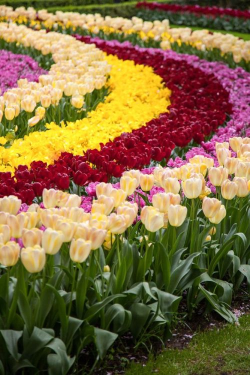 genevievehawkinsrose:Tulips are my favourite flower
