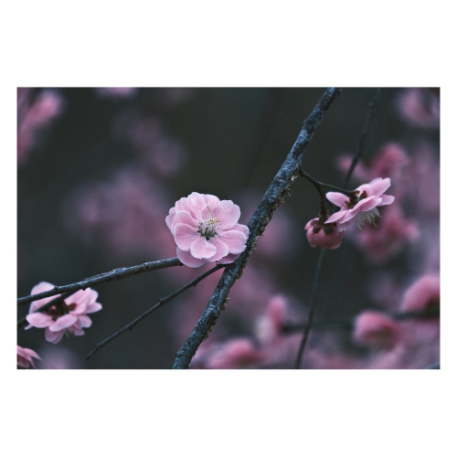 “  Flowers And Plants   ”