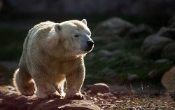 bears-addict:  This is Antonia, she is known as “the pygmy polar bear” due to genetic growth hormone deficiency (dwarfism), at Zoom Erlebniswelt, Gelsenkirchen, Germany.