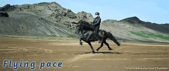 islenskihesturinn:The five gaits of the Icelandic horse (x)