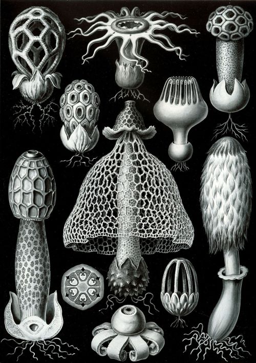 Kunstformen der Natur (Art Forms in Nature), Ernst Haeckel