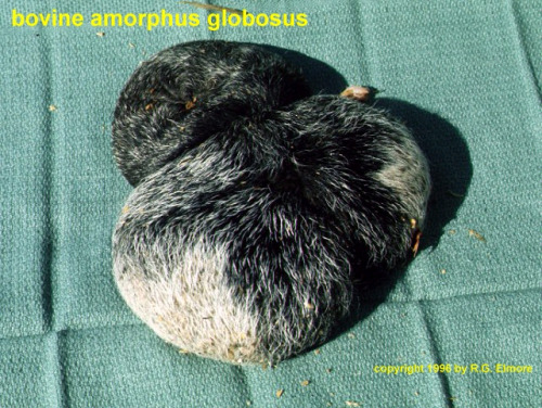 bogleech:“Amorphus globosus” means this was going to be a cow but instead it only developed into a m