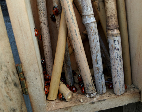 regnum-plantae: How I recruited a small army of ladybugs In my last post, a reblog from last year, I