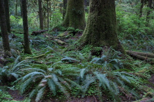 North shore - Lake Quinault Rainforest