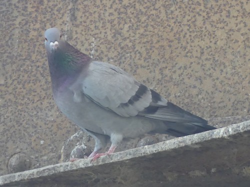 Rock Dove (Columba livia)© Ethan Ellis