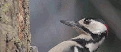 blazepress:  Woodpecker in slow motion.