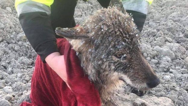 catsbeaversandducks: Kind-hearted Estonian workers rushed to rescue a dog in distress