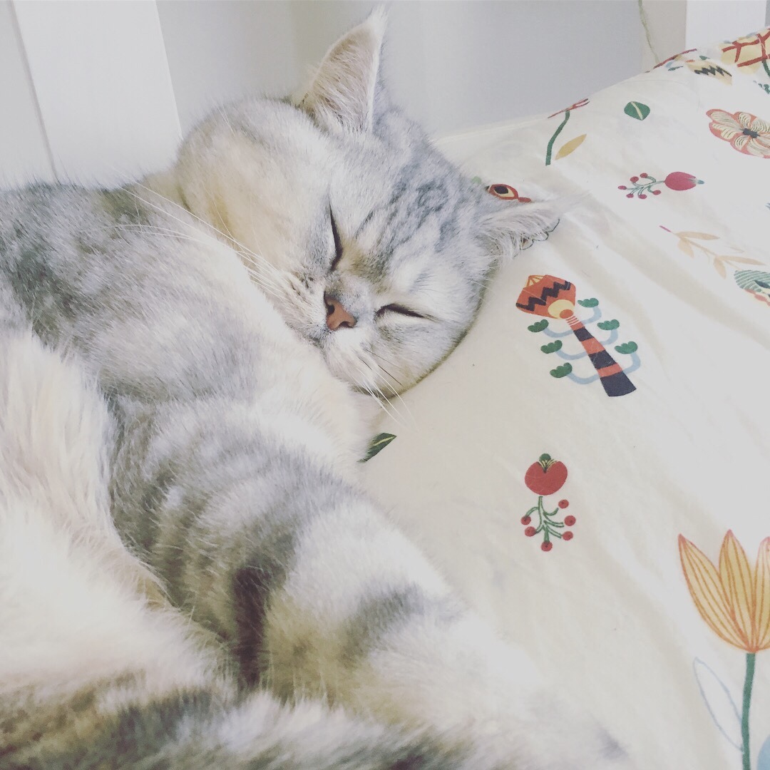 animalsdancing:  I don’t wanna get out of bed