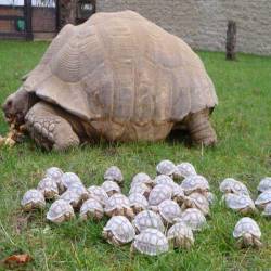 cuteanimalspics:  New subdivision popped up outside of Tortoise City (Source:…      (via TumbleOn)