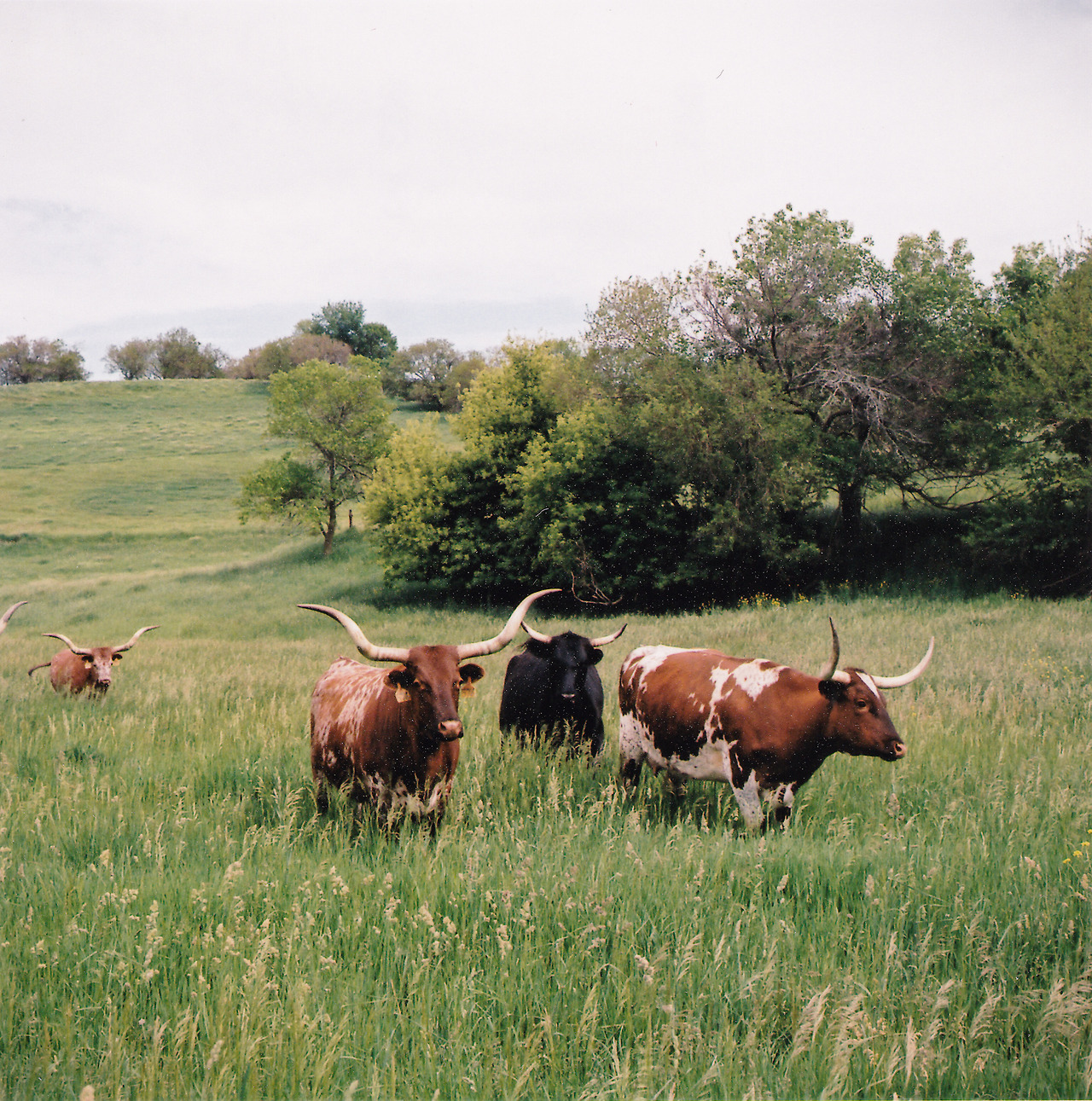 tx in ne
nebraska, 2017