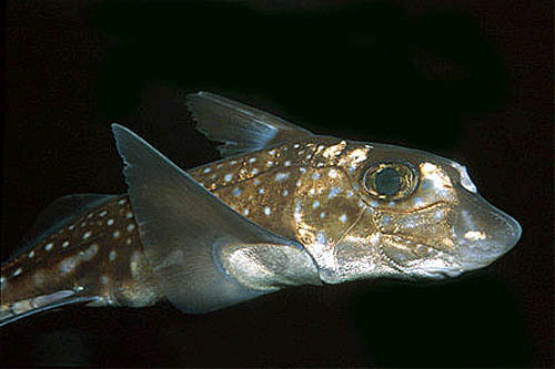 buggerygrips:  I have a new favourite order of fish: chimaeras.  Chimaeras are perhaps