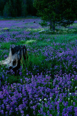 bluepueblo:  Wildflowers, Tahoe, Nevada photo via nationalgeographic