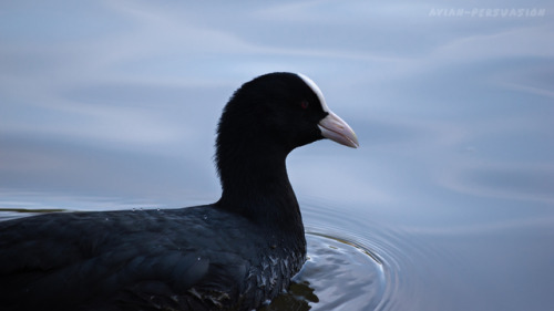 Eurasian coot (Fulica atra) – Leazes Park, Newcastle upon TyneThese sophisticated-looking bird