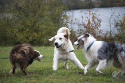 handsomedogs:  Coco, Balou and a Goldie :)