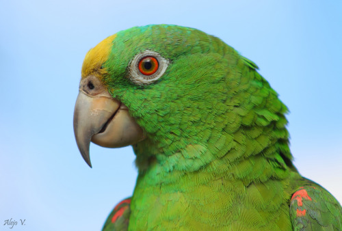 A steady gaze Species: Yellow-crowned amazon (Amazona ochrocephala) (Source)