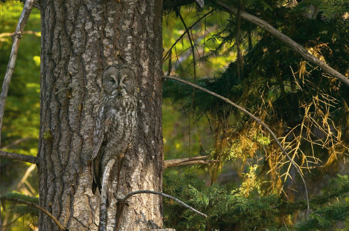 cubebreaker:  To blend in with their environments, these 15 owls have developed camouflage specific to their surroundings. 