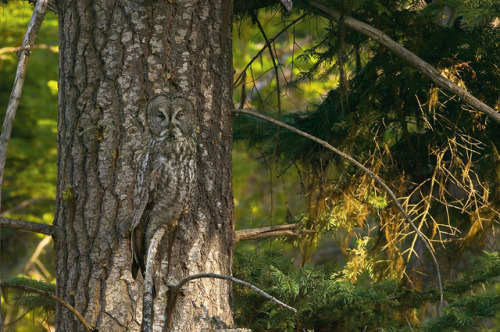 motivatedslacker:ainawgsd:Owls are masters of disguise, blending seamlessly into their surroundings.