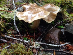 venus-deathtrap:   sailllboat:  10/07/15  @kalikina look at this mushroom!!!! 🍄✨  Aww its wrinkly &amp; cute!! 🍄 @venus-deathtrap