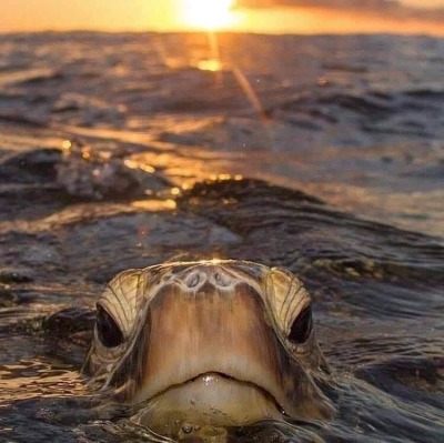 shipwreckedinsc:🦞 Wow! A loggerhead sea turtle emerging from the Atlantic at sunrise.