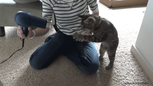 Gifsee - We ♥ Gifs 
