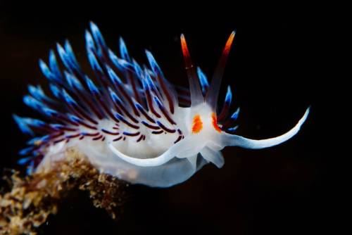 sanctusapparatus:I love sea slugs