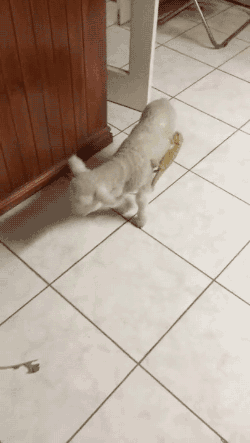 gifsboom:  Video: Lizard Attempts Escape by Jumping on Baby Lamb’s Back