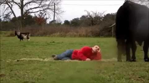 onlylolgifs:  bull sit!