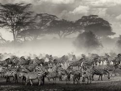 bobbycaputo:  Zebras, Serengeti Photograph by Giulio Zanni Image taken in the Serengeti in Tanzania during the migration period. Zebras and wildebeest were gathering on the edge of the river, waiting for the right moment to cross.