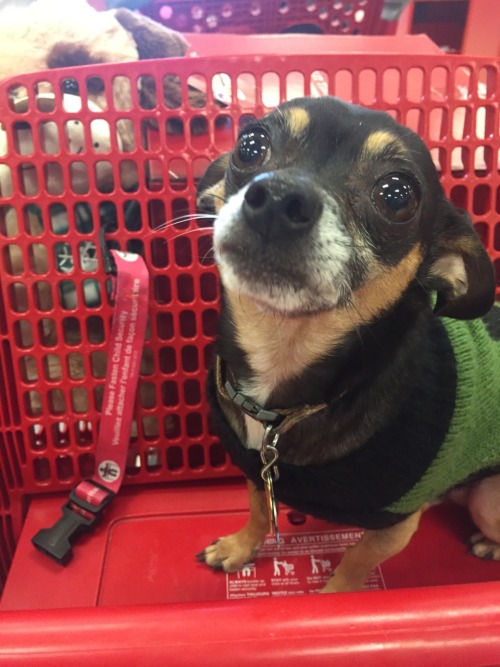 handsomedogs:my tiny grandpa marco who enjoys going to target with me