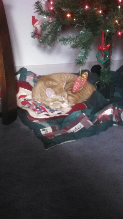 Feline festive
