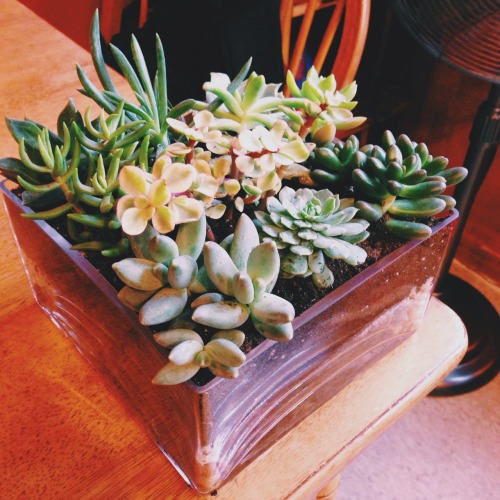 wood-groove:Finished my first succulent garden 🌵