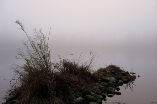 lost lagoon - fogstanley park, vancouver, bc