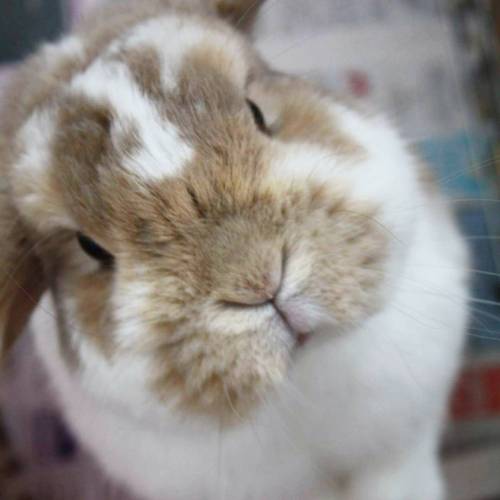 An old pic from about 3 years ago, hasn&rsquo;t aged at all! #throwbackthursday #jubbybunny #jub