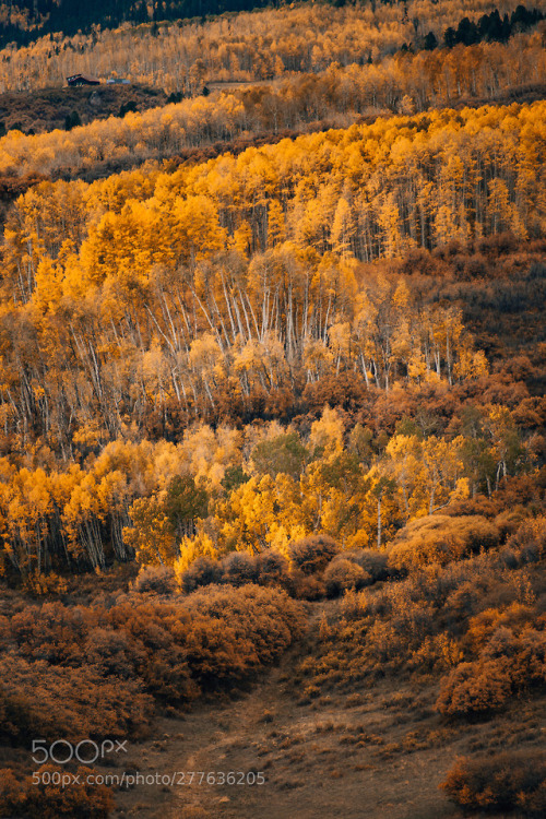 Golden forest. by nickverbelchuk